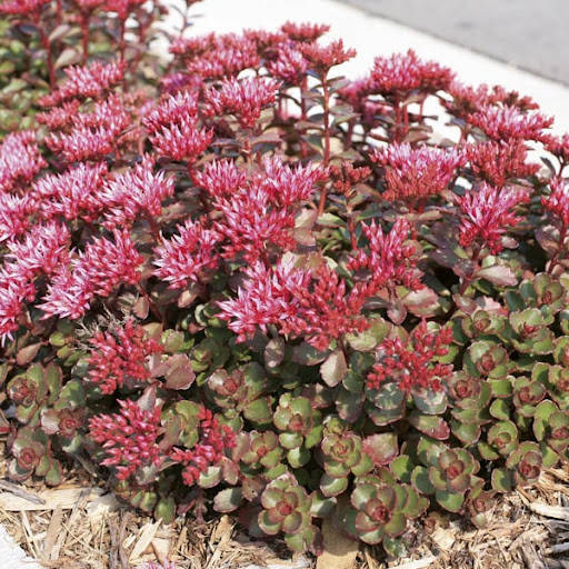 

Очиток (седум) Спуриум, Sedum spurium Roseum