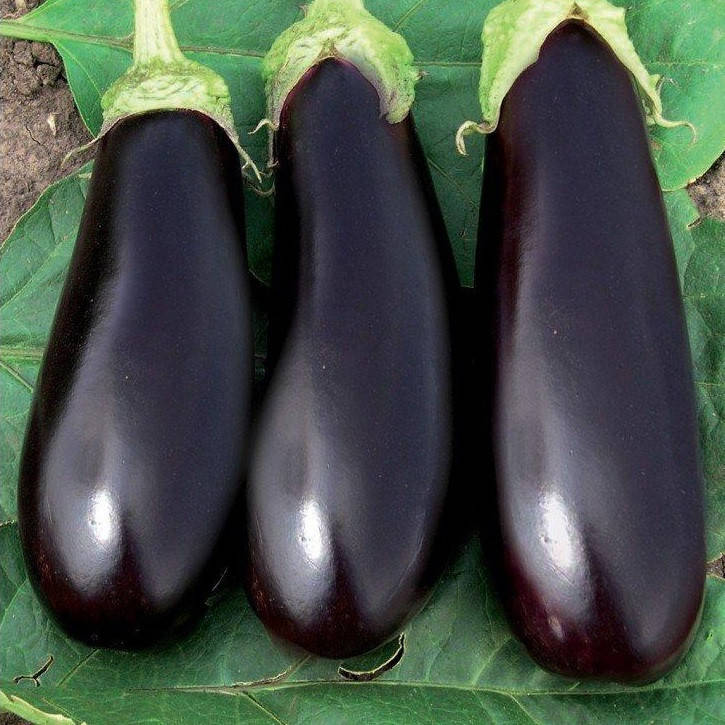 

Эпик F1 10 шт семена баклажан Seminis Голландия