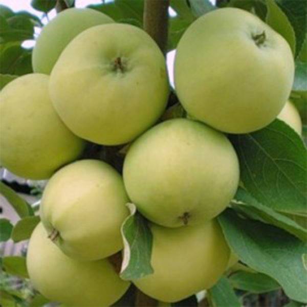 

Саженцы яблони «Донешта» - 1-летний