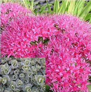 

Очиток Эверса, контейнер 0,5 л