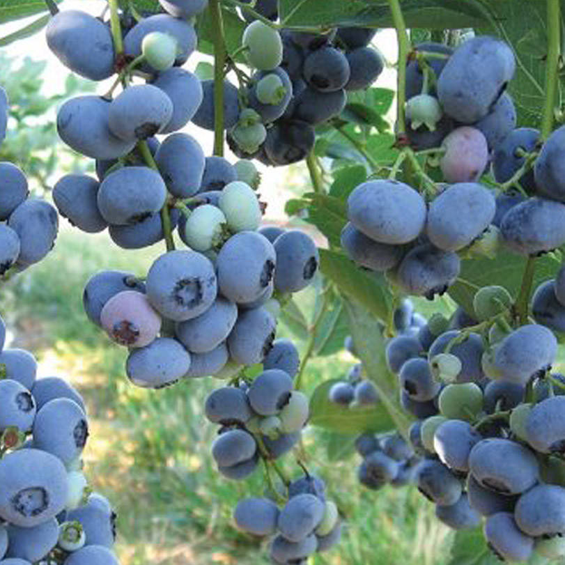 

Голубика Блюголд средне-поздняя, Vaccinium corymbosum Bluegold