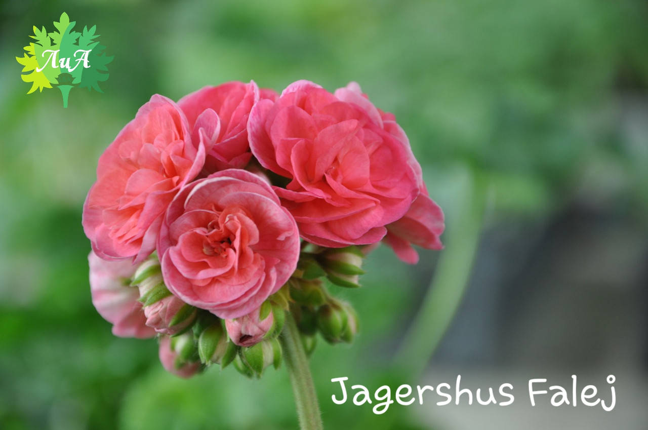 

Пеларгония "Jagershus Falej" (№237)