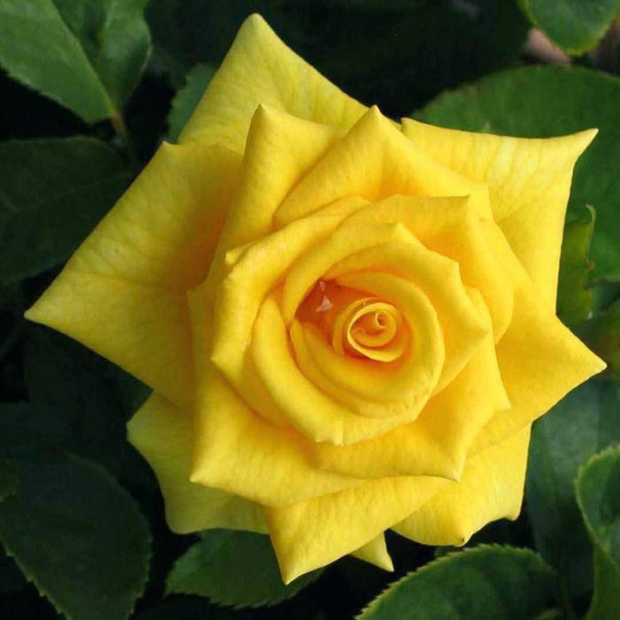 

Мальта (Malta)