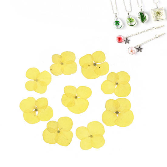 

Высушенные цветы Finding Гортензия под заливку эпоксидной смолой Лимонно-жёлтый 30 mm x 30 mm - 17 mm x 17 mm, Желтый