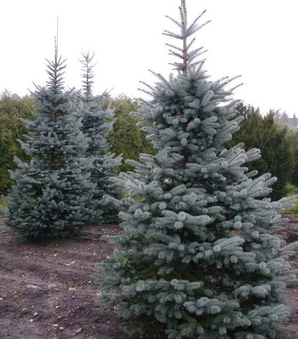 

Ялина блакитна Kaibab 3 річна, Ель колючая голубая Кейбаб, Picea Pungens Glauca Kaibab