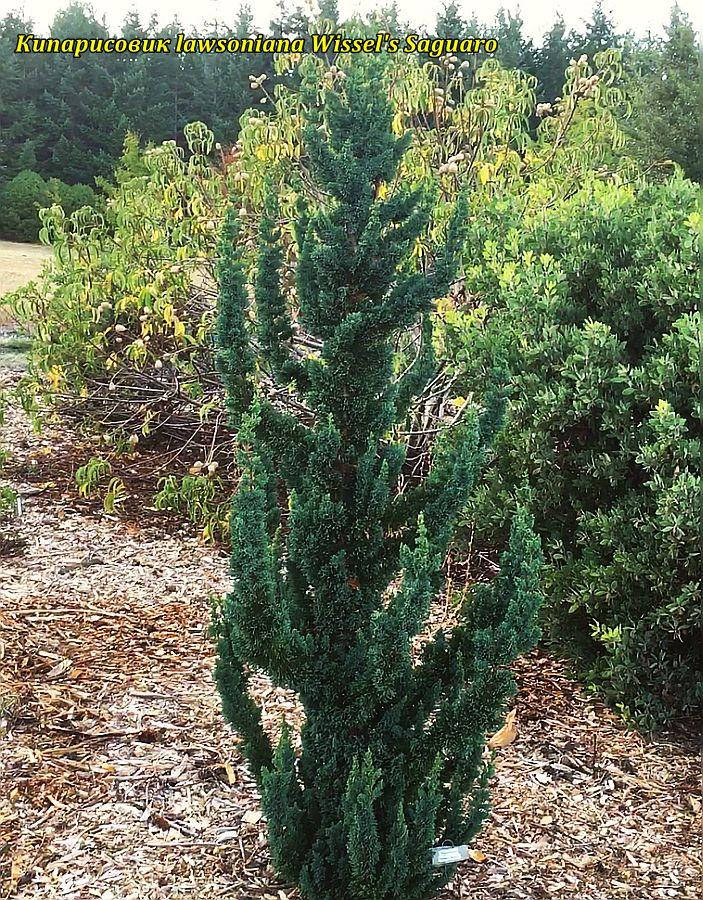 

Кипарисовик Лавсона Wissel's Saguaro С4, висота 30-40 см