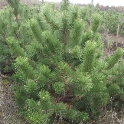 

Сосна крымская, Pinus nigra ssp. pallasiana