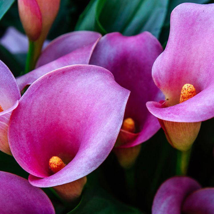 

Calla Lily / Калла, 10 г