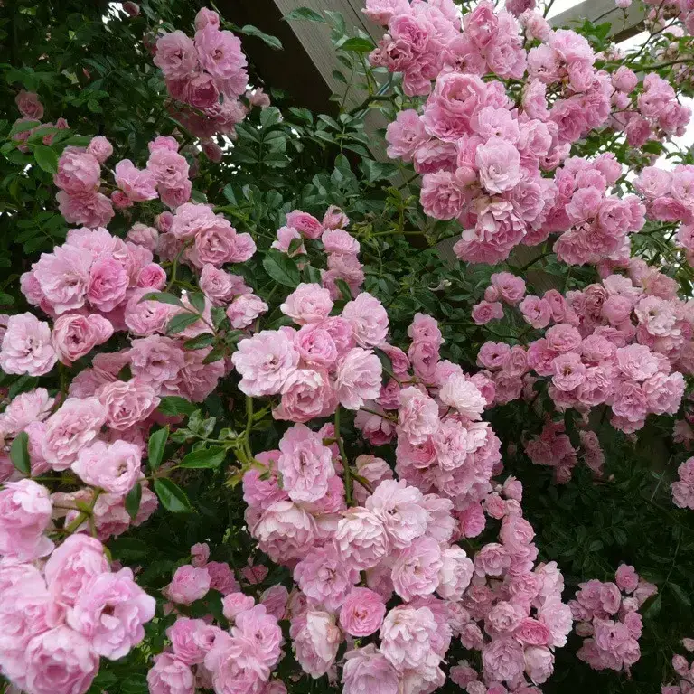 

Роза плетистая "РОЗОВАЯ ЖЕМЧУЖИНА" ('Pink Pearls')
