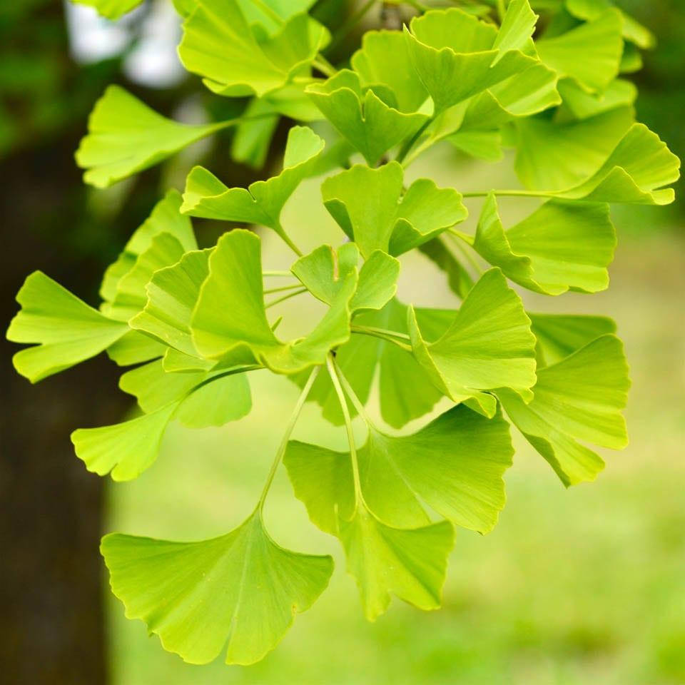 

Гинкго билоба, Ginkgo biloba