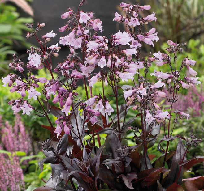 

Пенстемон наперстянковый Husker Red,