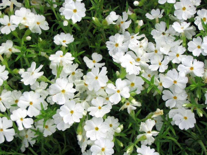 

Флокс шиловидный белый ‘White Delight’ Р9