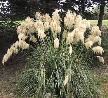 

Кортадерия Серебряное перо 15 семян