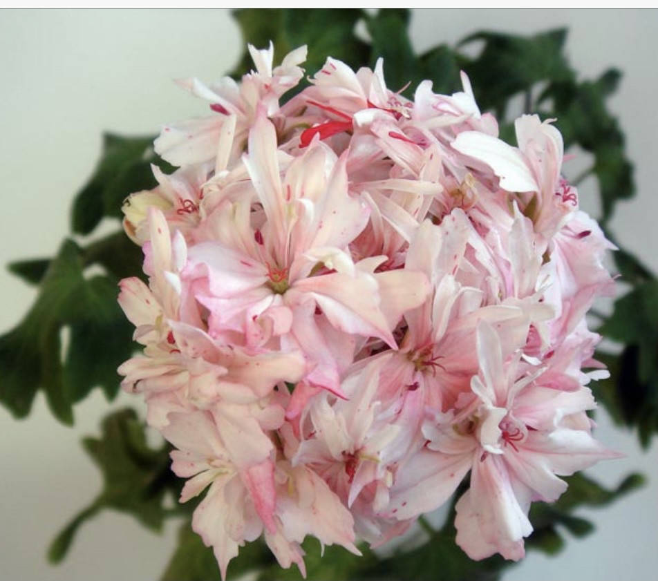 

23 Пеларгонія «Richard Hodgson»,Зональна, стелари