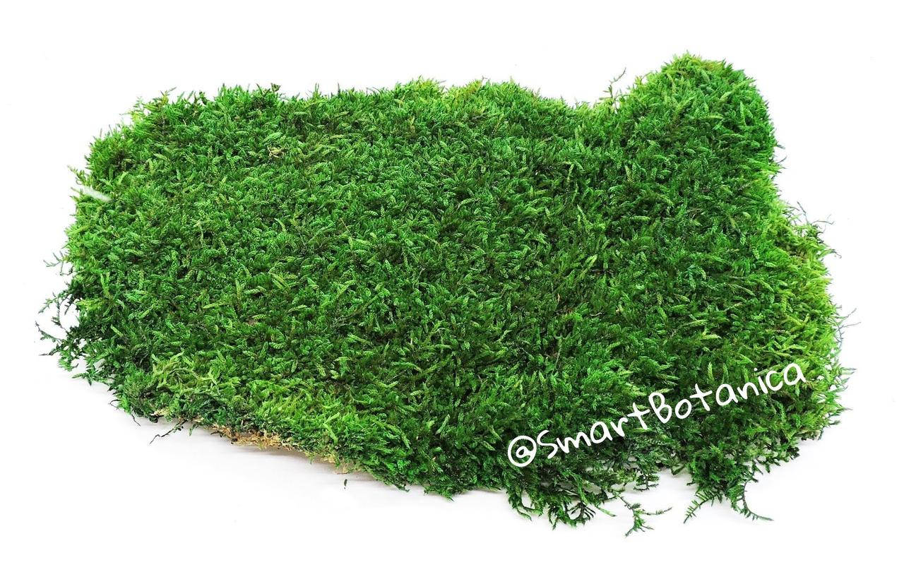 

Стабилизированный Плоский мох Салатовый light green 1 кв м
