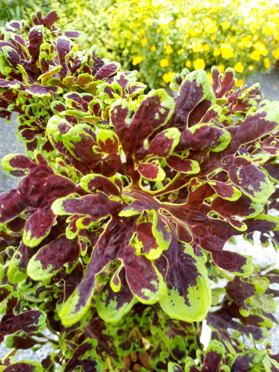 

Колеус " Terra Nova Tammy" в горшке 0.25л