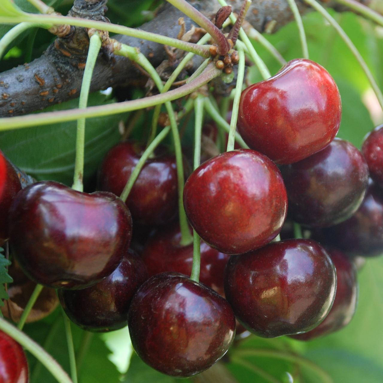 

Черешня Кордия