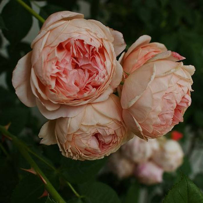 

Уильям Моррис (William Morris)