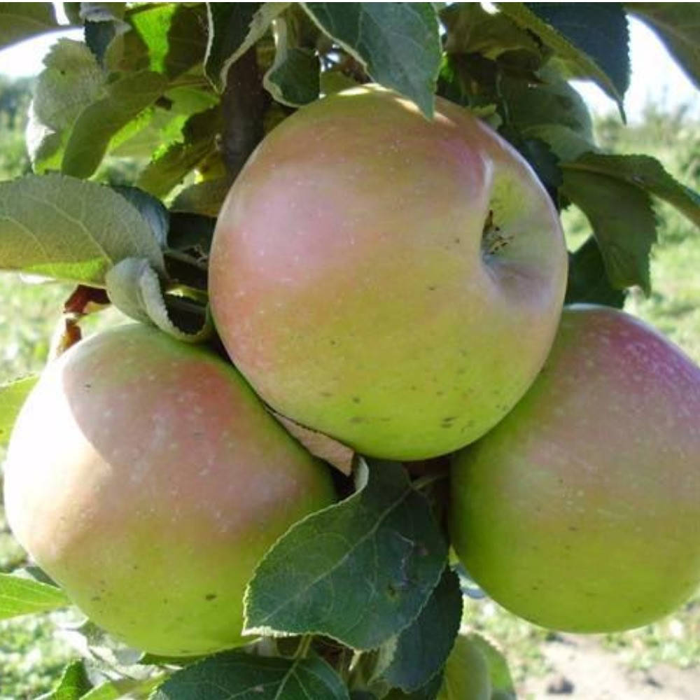 

Яблоня колоновидная Таскан