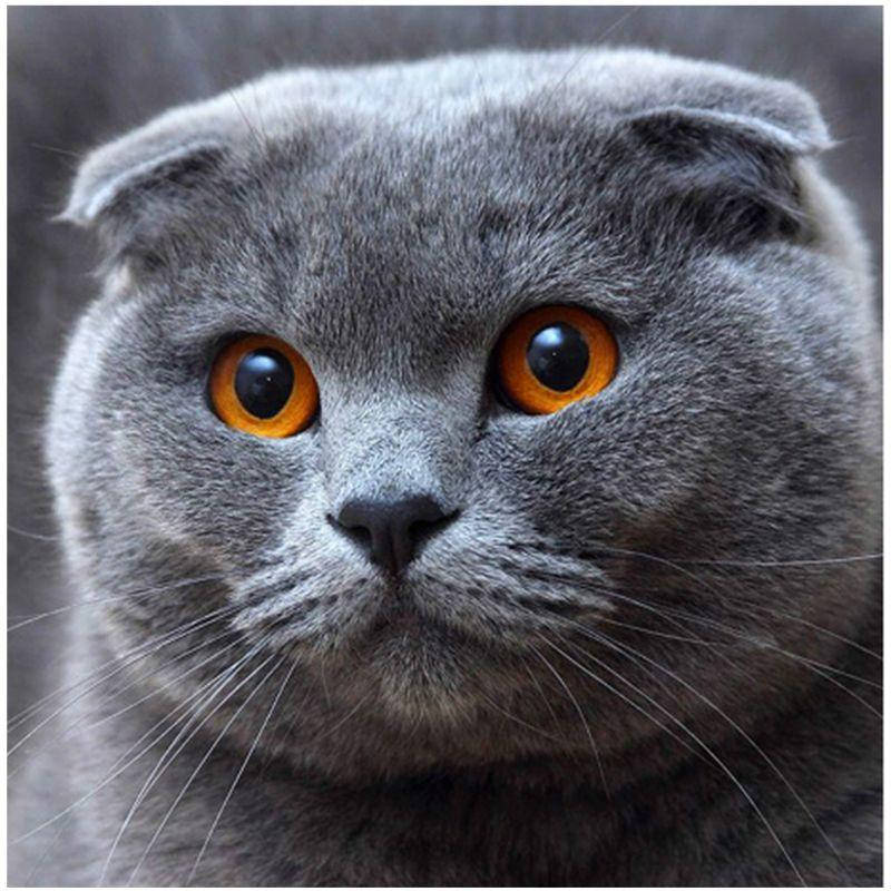 

Алмазная вышивка" Серый британец" взгляд,милый,короткошерстный, полная выкладка,мозаика 5d, наборы 30х30 см