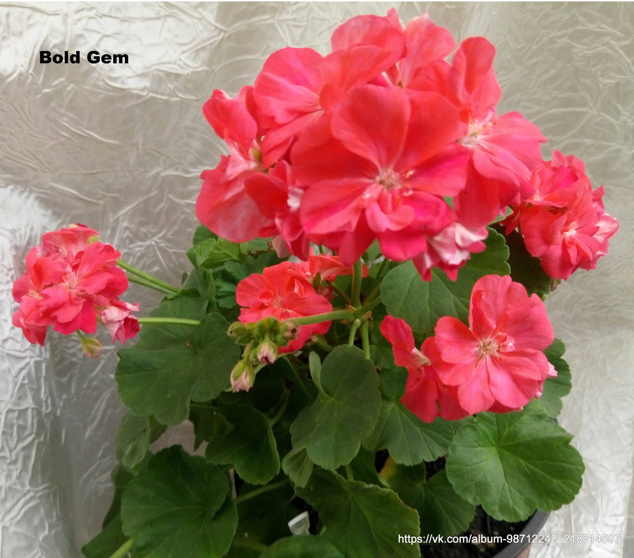 

Пеларгония "Bold Gem" (герань, калачик №143)