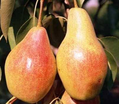 

Груша Талгарская красавица