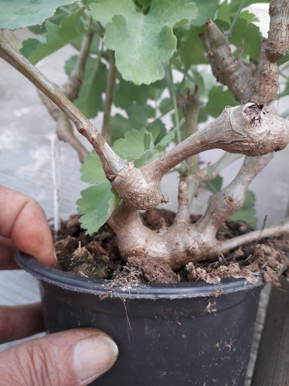 

P. gibbosum (3)