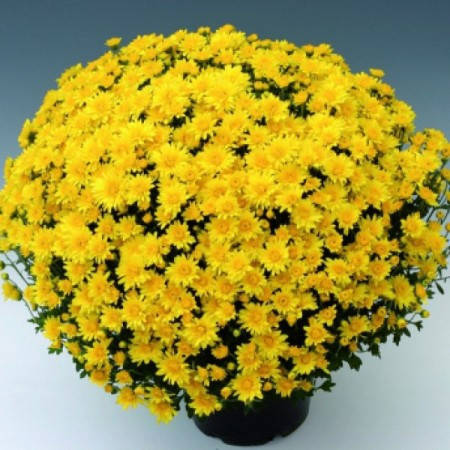 

Хризантема мультифлора Branroyal Yellow. В контейнерах Д5.