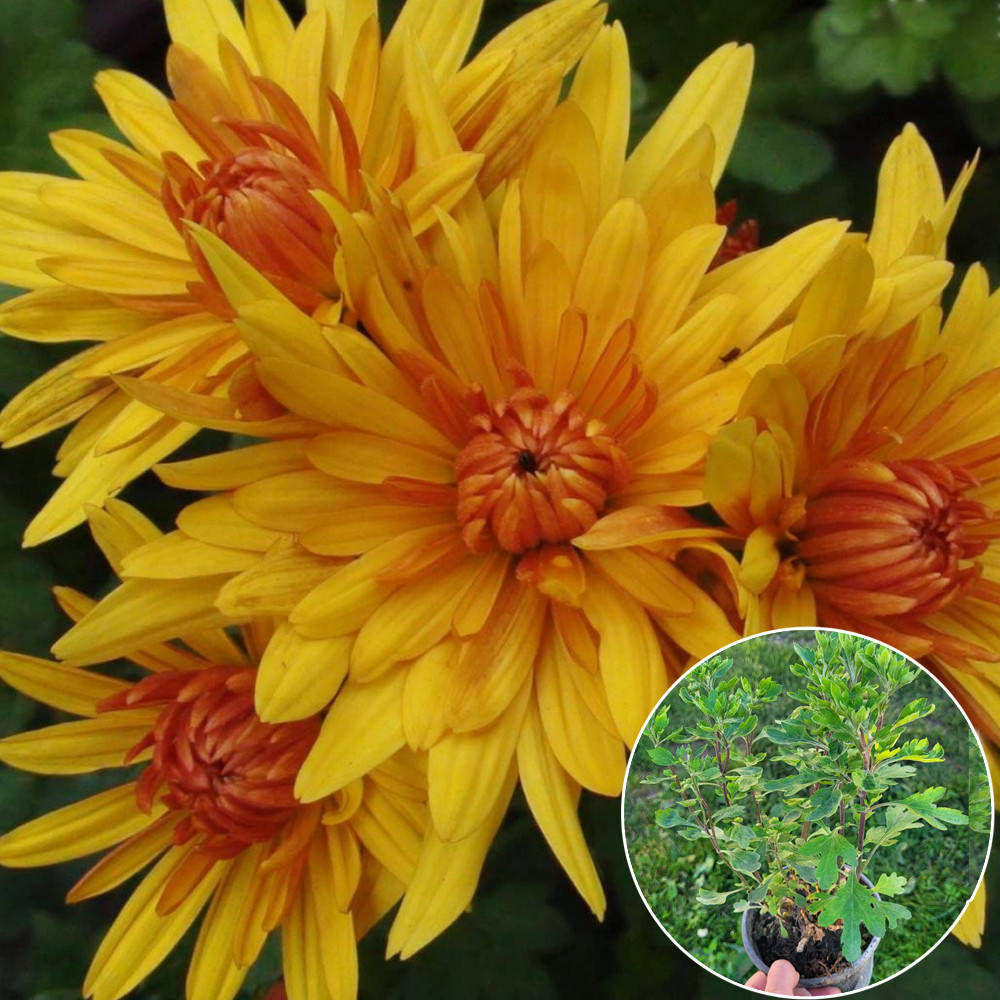 

Саженец Хризантема Konako 0,5 л