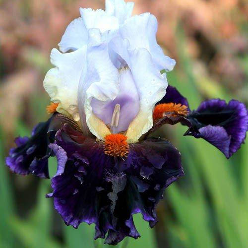 

Ирис Sharpshooter (корневища)