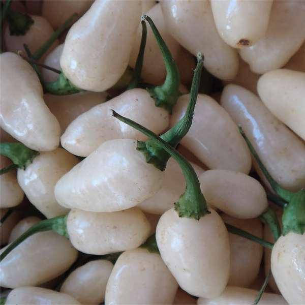 

Хабанеро Айвори семена перец супер острый