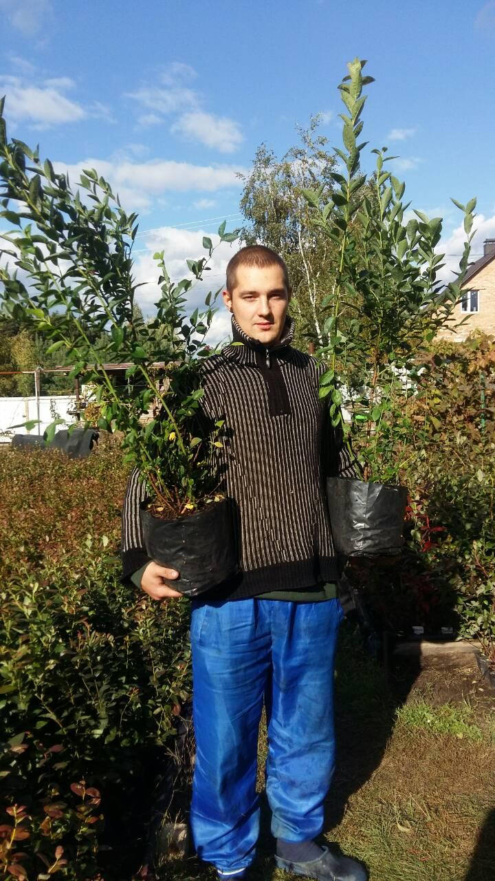 

4х летние саженцы голубики Патриот в конт.8л