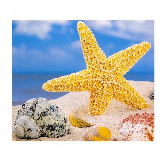 

Картина раскраска по номерам "Морская звезда", 40х50см. №30383