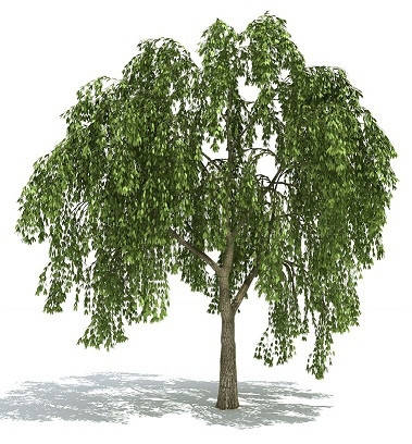 

СО2 Экстракт Ивы, 10 грамм