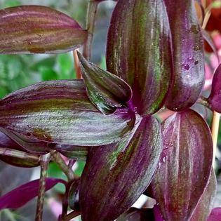 

Традесканция краснеющая, Tradescantia