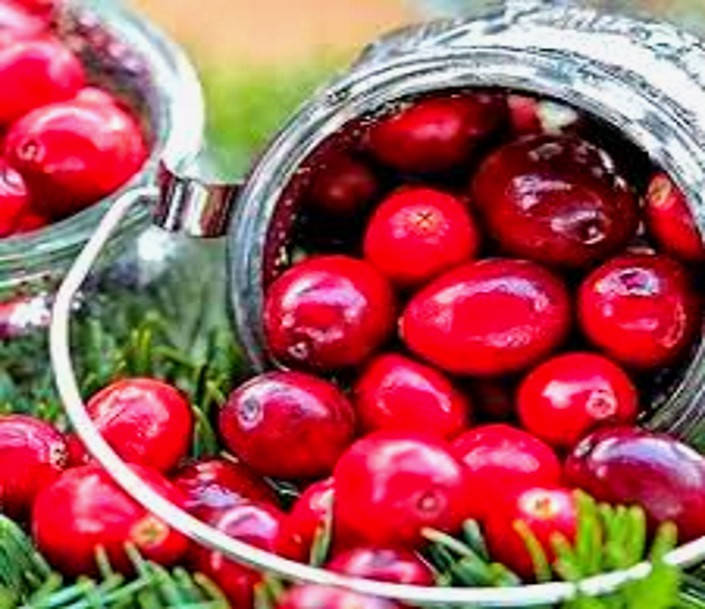 

Саженцы клюквы Бен лир двухлетний