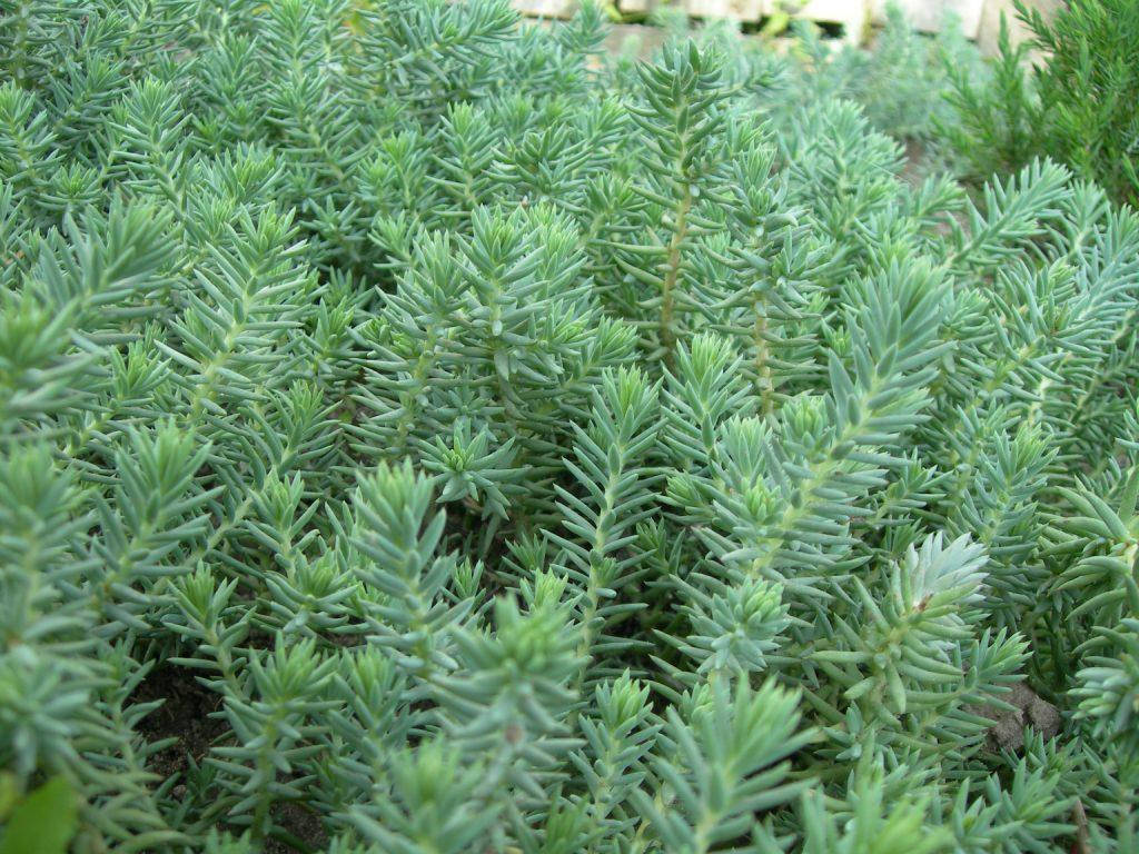 

Седум (очиток) скальный