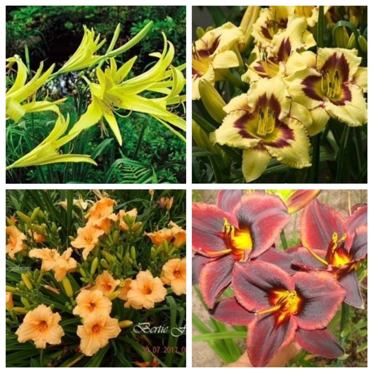 

Наборы из 4-х лиейников