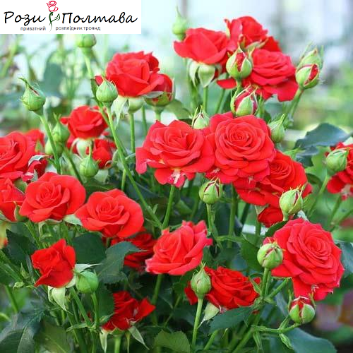 

Ред Микадо (Red Mikado)