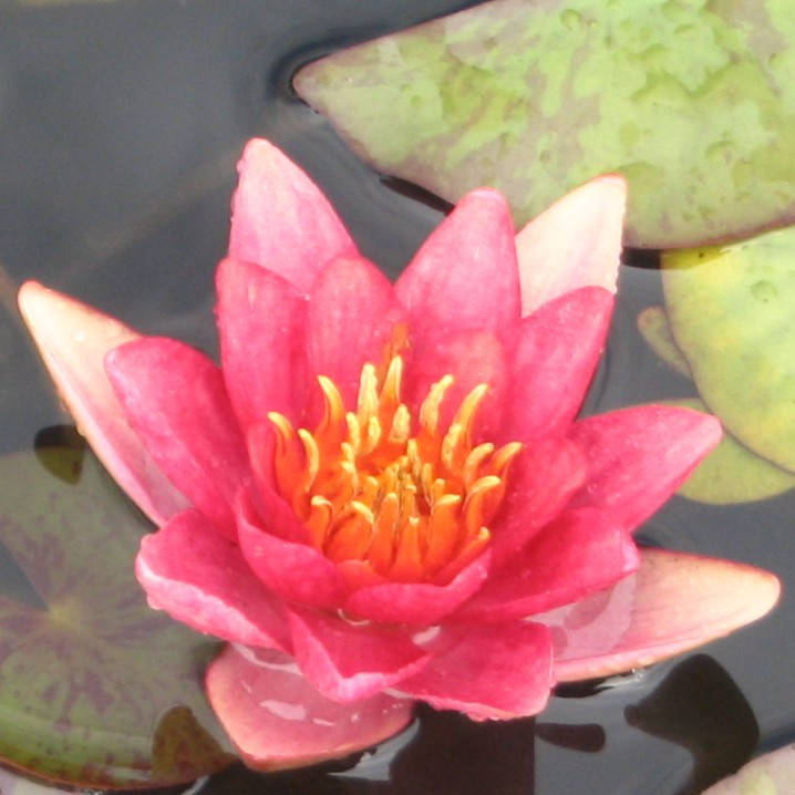 

Нимфея "Индиана"- Nymphaea "Indiana"