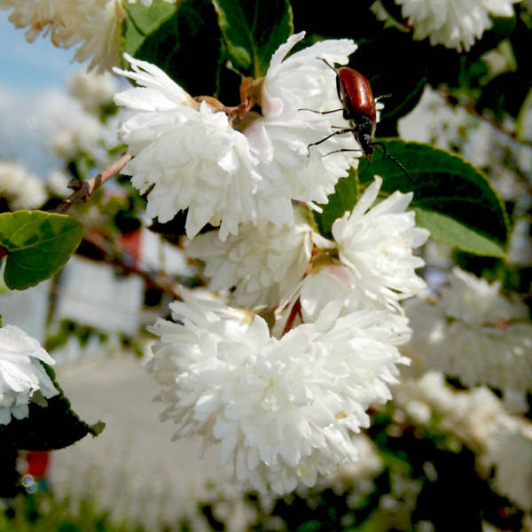 

Саженец Дейция Candidissima 0,5 л