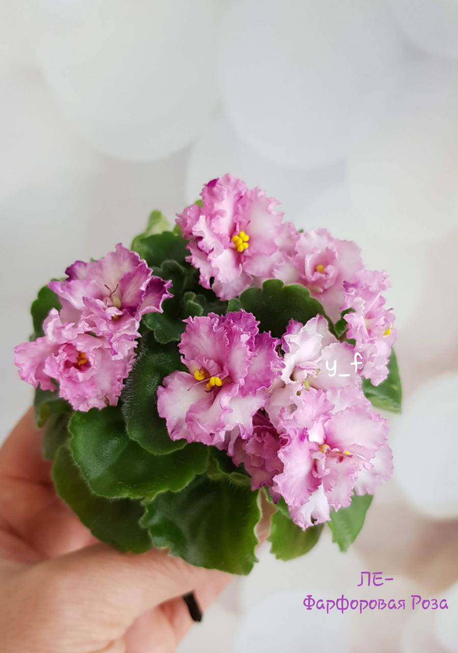 

Фиалка ЛЕ-Фарфоровая Роза дітка, Розовый