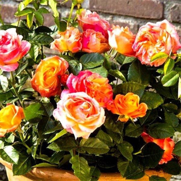 

Роза Antigua (саженцы).