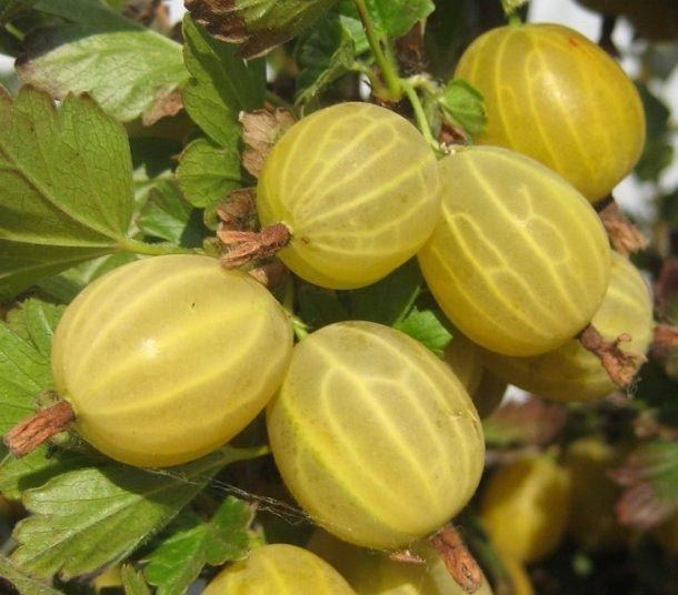 

Крыжовник КУРШУ ДЗИНТАРС