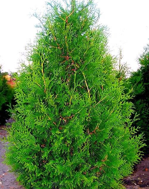 

Туя западная Фрисландия ( С 1.5л 23-30 см) саженцы