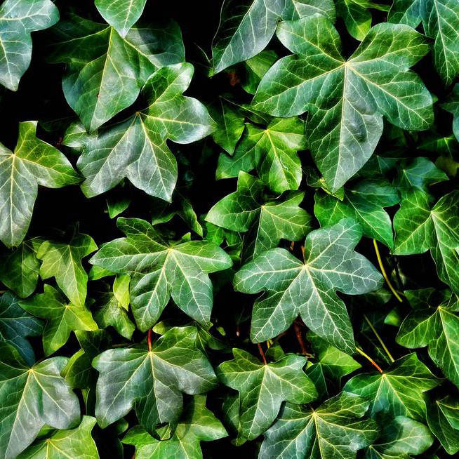 

Саженец Плющ Hedera Wonder 0,5 л