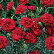 

Гвоздика Махровая "Sunflor Desire"