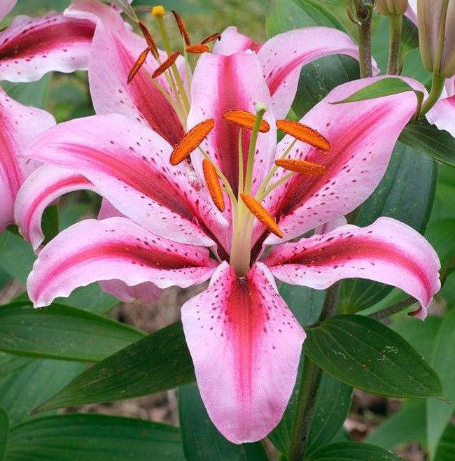 

Лилия Jaybird Луковицы