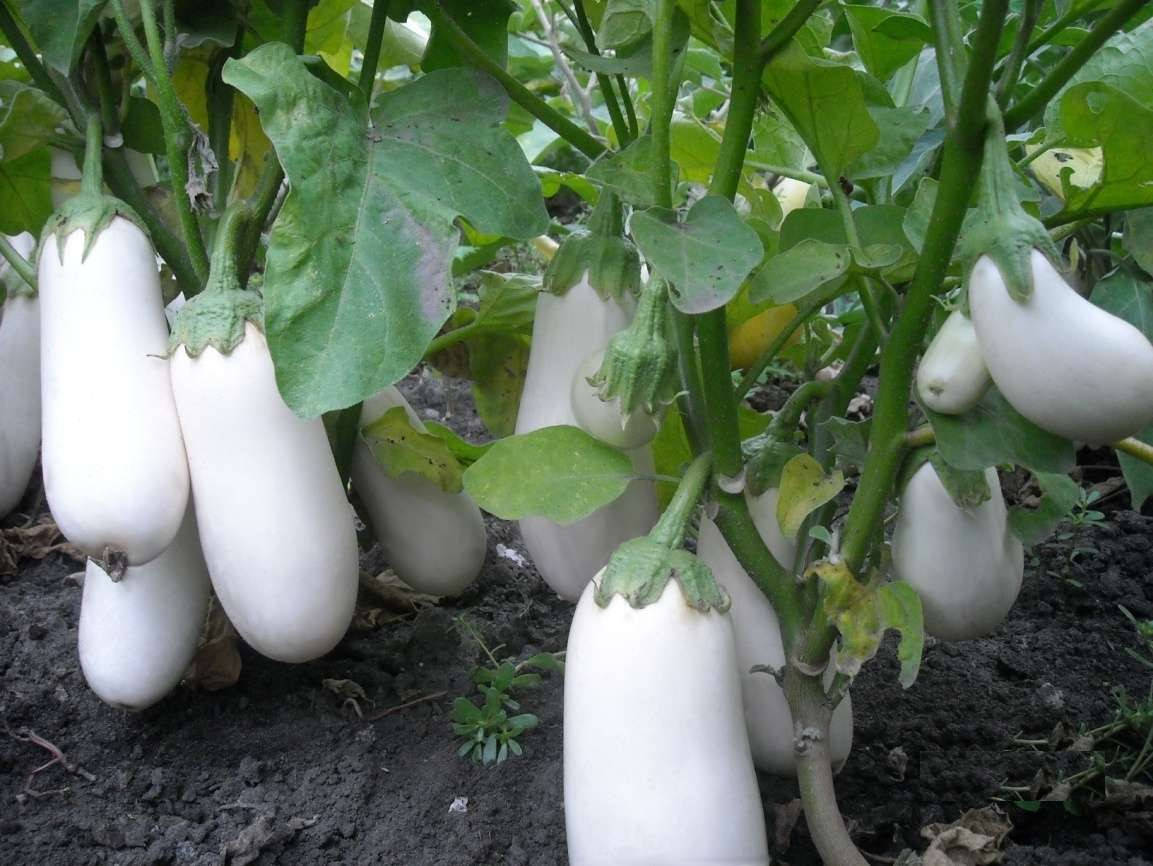 

Баклажан сорт Біла лілія, 0,5 г