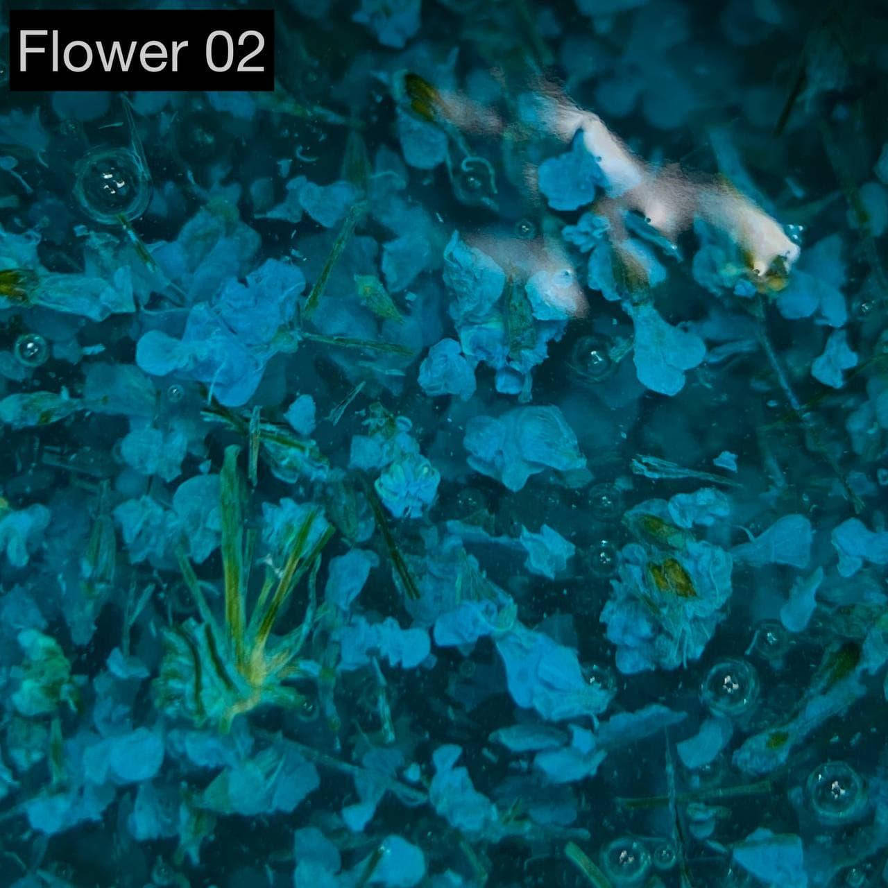 

Гель с сухоцветами №02, Оранжевый